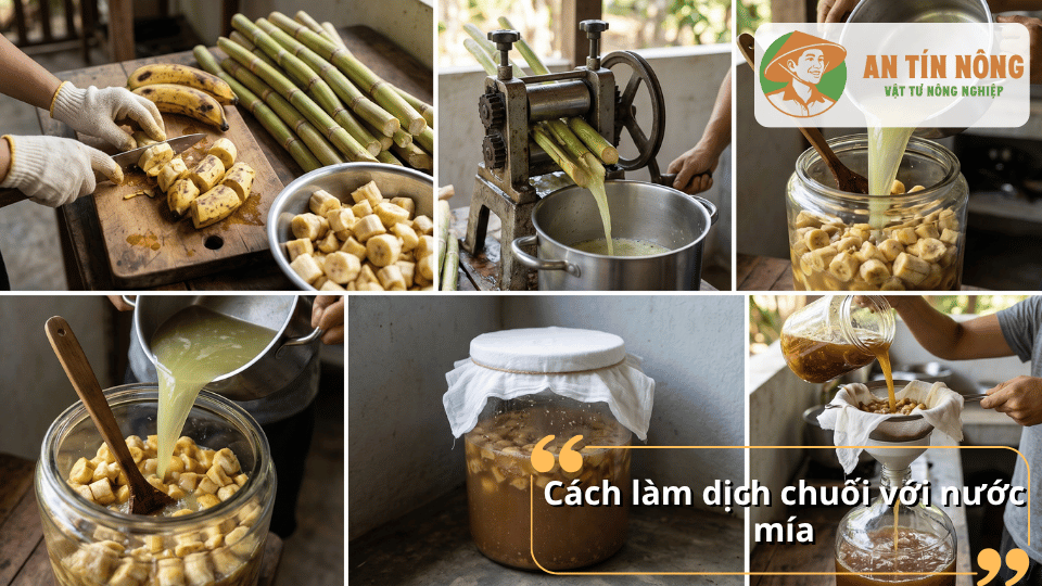 Quy trình làm dịch chuối với nước mía giúp tạo phân bón sinh học giàu dinh dưỡng cho cây trồng.
