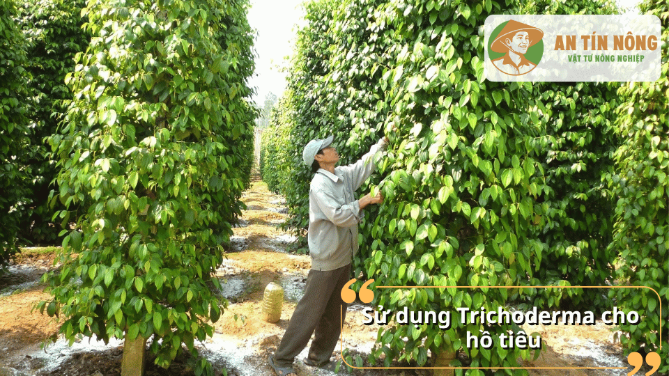 Hỗ trợ cải tạo đất, giảm nguy cơ vàng lá – thối rễ và giúp cây hồ tiêu sinh trưởng ổn định hơn