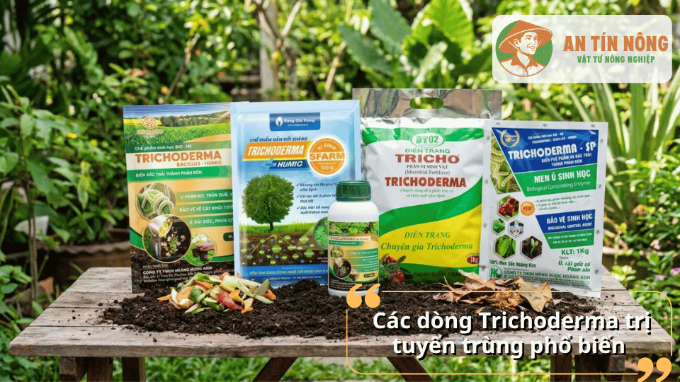 Các dòng chế phẩm Trichoderma phổ biến dùng trị tuyến trùng