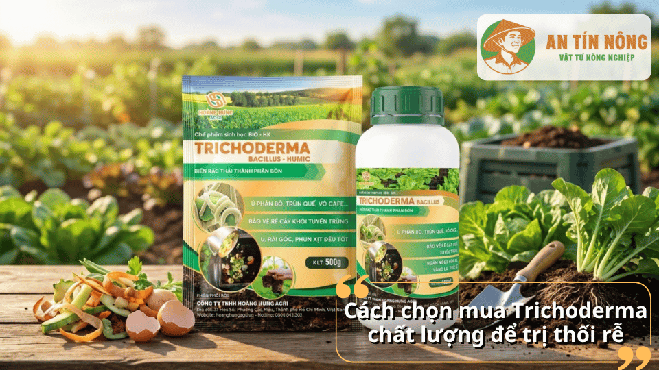 Các sản phẩm Trichoderma chất lượng hỗ trợ phòng trị thối rễ hiệu quả