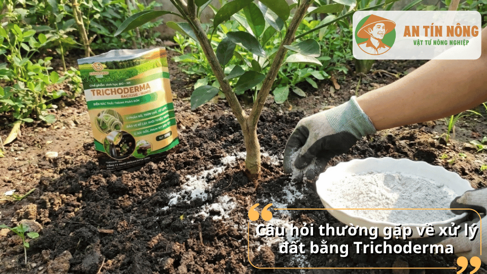 Giải đáp các câu hỏi thường gặp về xử lý đất bằng Trichoderma