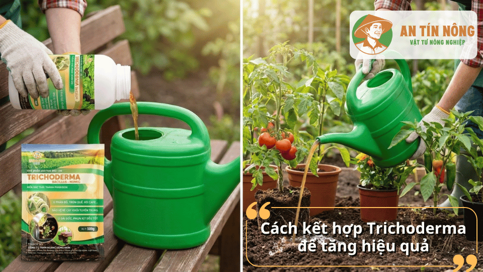 Kết hợp Trichoderma với tưới nước giúp cải tạo đất và tăng sức đề kháng cho cây.
