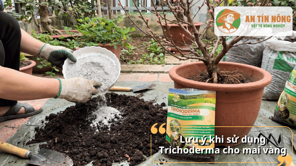 Lưu ý khi sử dụng Trichoderma cho mai vàng nhằm đảm bảo hiệu quả và an toàn cho cây.