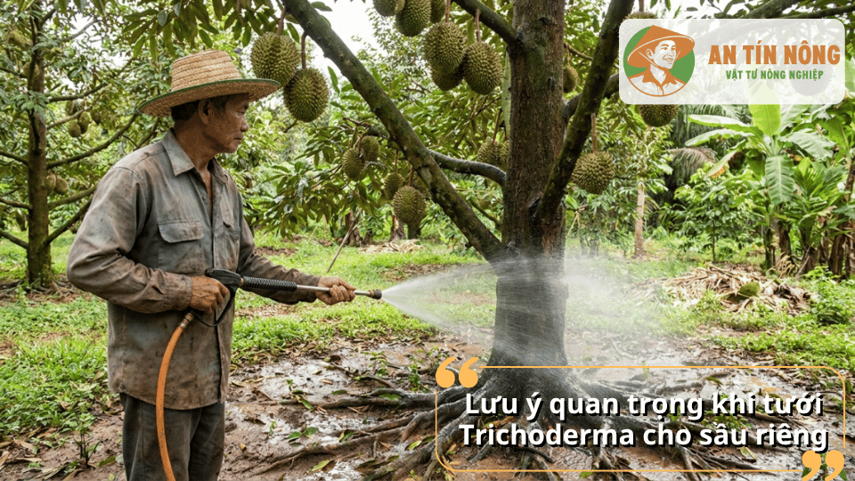 Lưu ý quan trọng khi tưới Trichoderma cho sầu riêng để tránh giảm hiệu quả vi sinh.