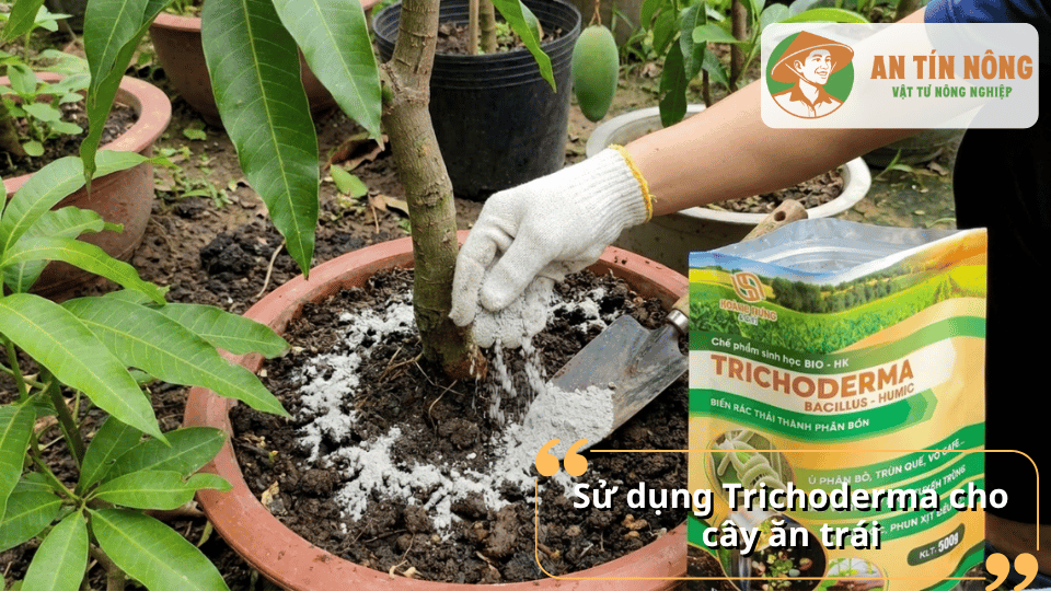 Ứng dụng định kỳ giúp cây ăn trái phát triển bộ rễ khỏe, tăng đề kháng và nâng cao chất lượng