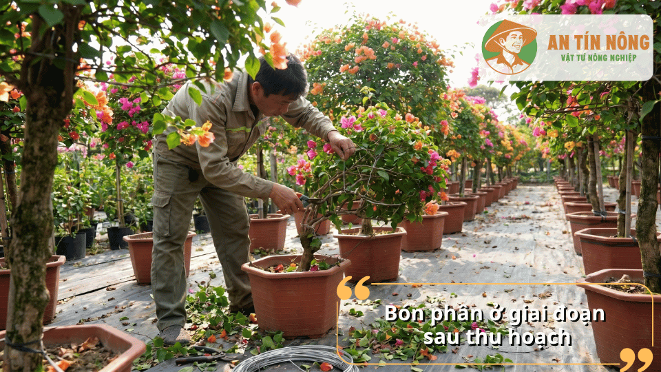 Chăm sóc và bón phân cho hoa giấy sau thu hoạch giúp cây duy trì sức sống.