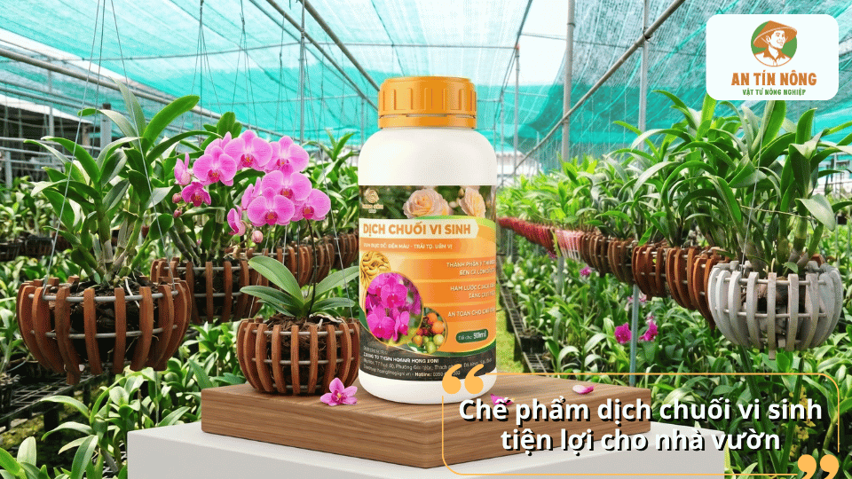 Chế phẩm dịch chuối vi sinh giúp bổ sung dinh dưỡng nhanh chóng cho lan và các loại cây cảnh.