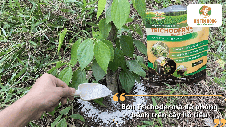 Bón Trichoderma cho cây hồ tiêu giúp phòng bệnh hại rễ, cải tạo đất và tăng hệ vi sinh có lợi.