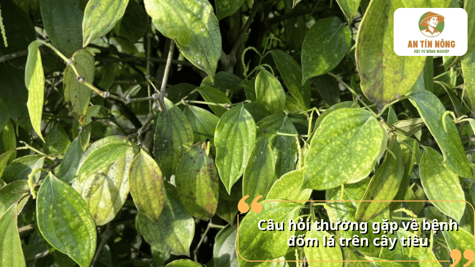 Giải đáp những câu hỏi thường gặp về bệnh đốm lá trên cây tiêu, nguyên nhân, dấu hiệu nhận biết và cách phòng trị hiệu quả.
