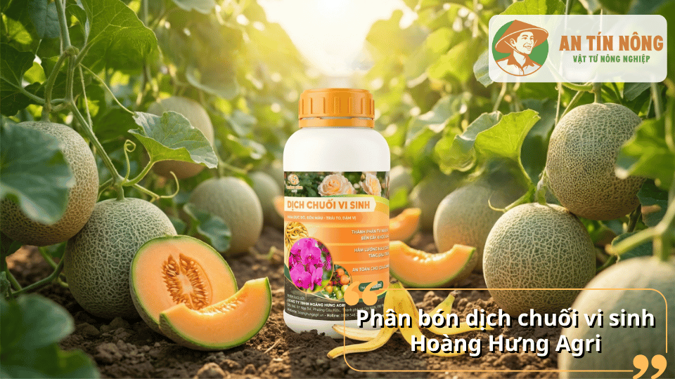 Phân bón dịch chuối vi sinh Hoàng Hưng Agri hỗ trợ cây ra hoa, nuôi trái và phát triển bền vững