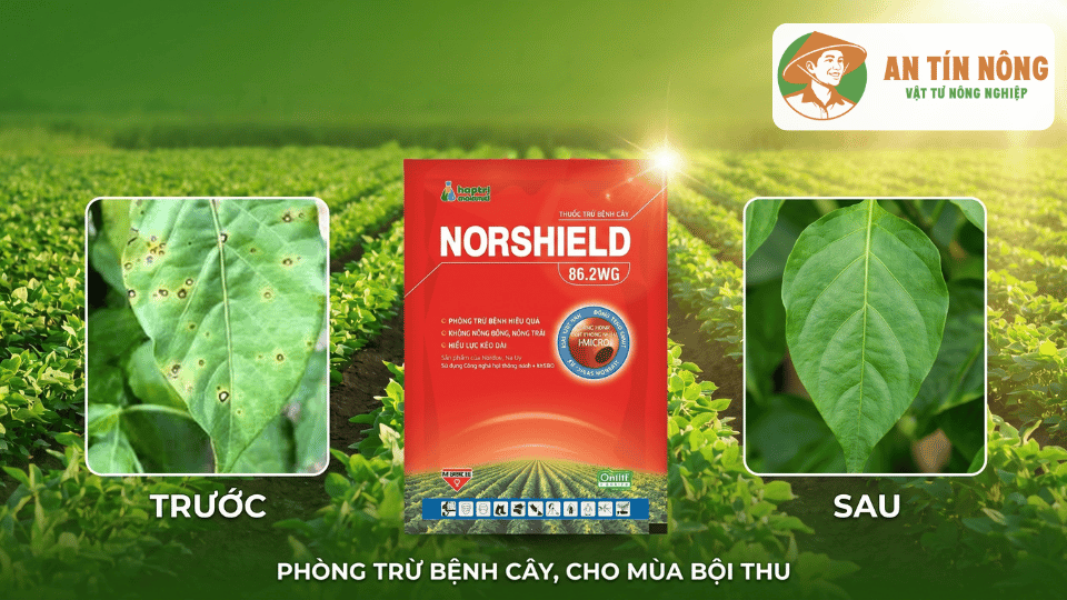 Hình ảnh so sánh lá ớt trước và sau khi xử lý bệnh đốm lá bằng thuốc trừ bệnh Norshield 86.2WG