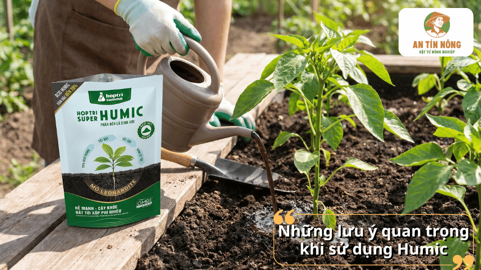Sử dụng phân Humic đúng liều lượng và thời điểm giúp cây phát triển khỏe mạnh và tiết kiệm chi phí.