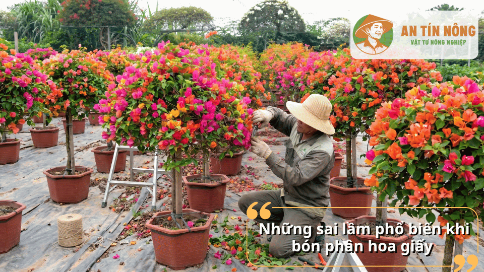 Những sai lầm phổ biến khi bón phân hoa giấy có thể ảnh hưởng đến chất lượng hoa.