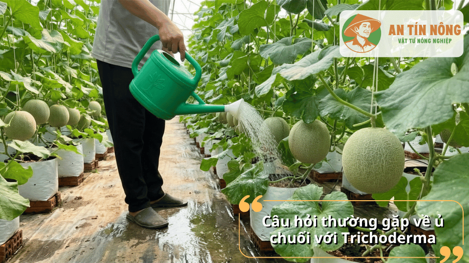 Giải đáp những câu hỏi thường gặp về cách ủ dịch chuối với Trichoderma cho cây trồng
