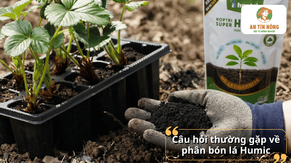 Giải đáp các câu hỏi thường gặp về phân bón Humic trong chăm sóc rau màu, cây ăn trái và cây giống.