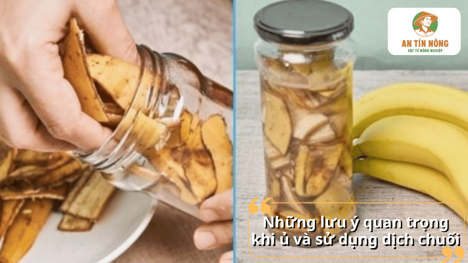 Lưu ý khi ủ dịch chuối để tránh hư hỏng, đảm bảo chất lượng và an toàn cho cây lan.