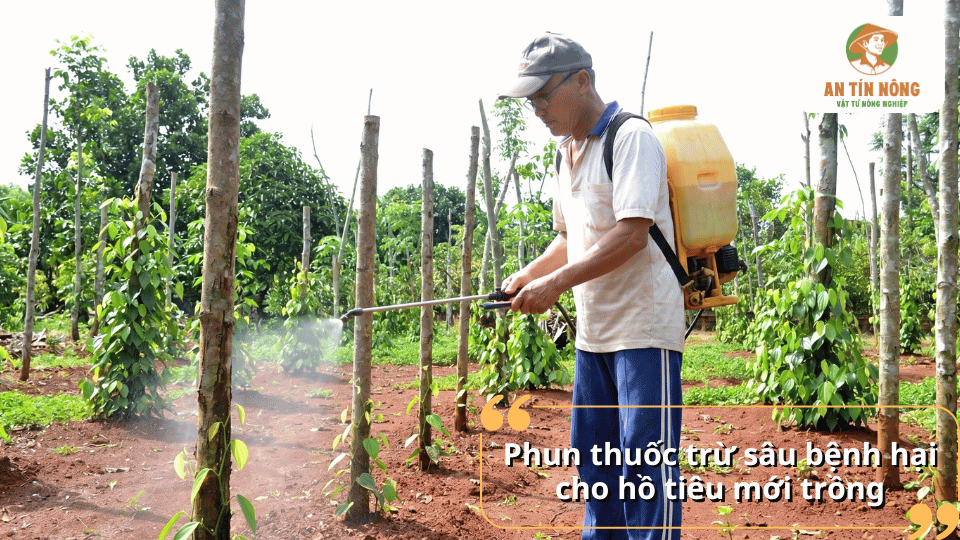 Phun thuốc phòng trừ sâu bệnh cho hồ tiêu mới trồng giúp bảo vệ cây trong giai đoạn kiến thiết cơ bản.