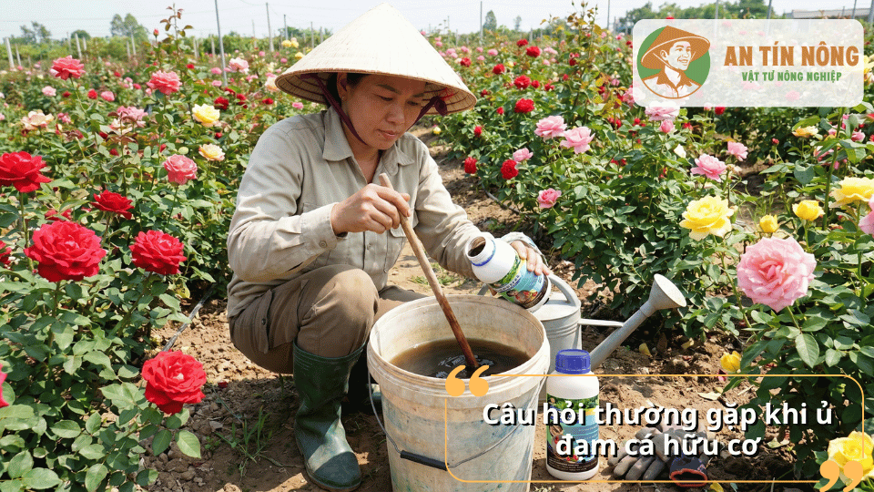 Giải đáp các câu hỏi thường gặp khi ủ đạm cá hữu cơ và sử dụng cho cây trồng.