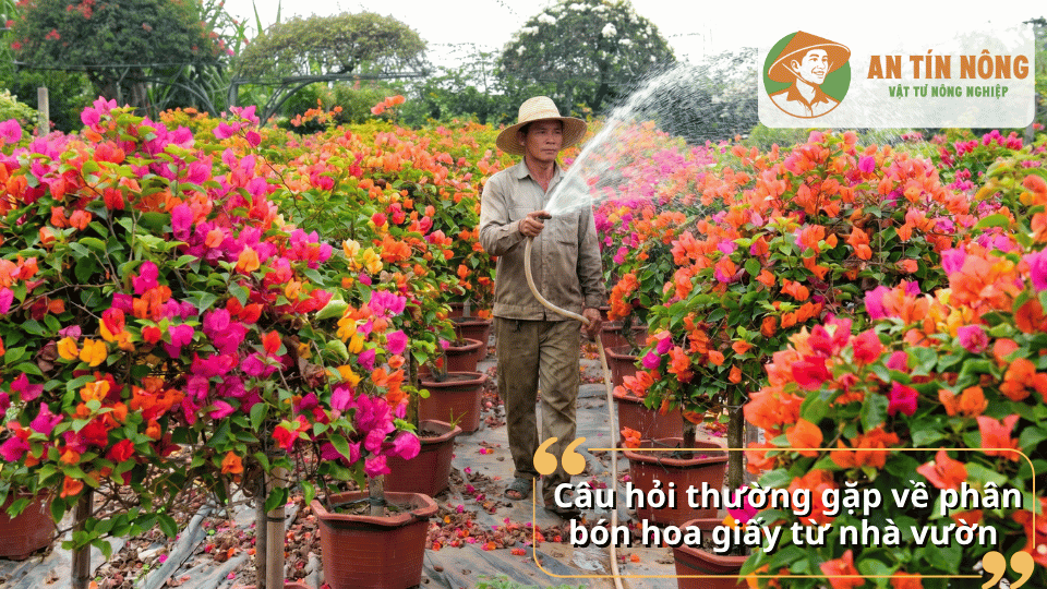 Người làm vườn tưới chăm sóc vườn hoa giấy quy mô lớn sau khi bón phân.