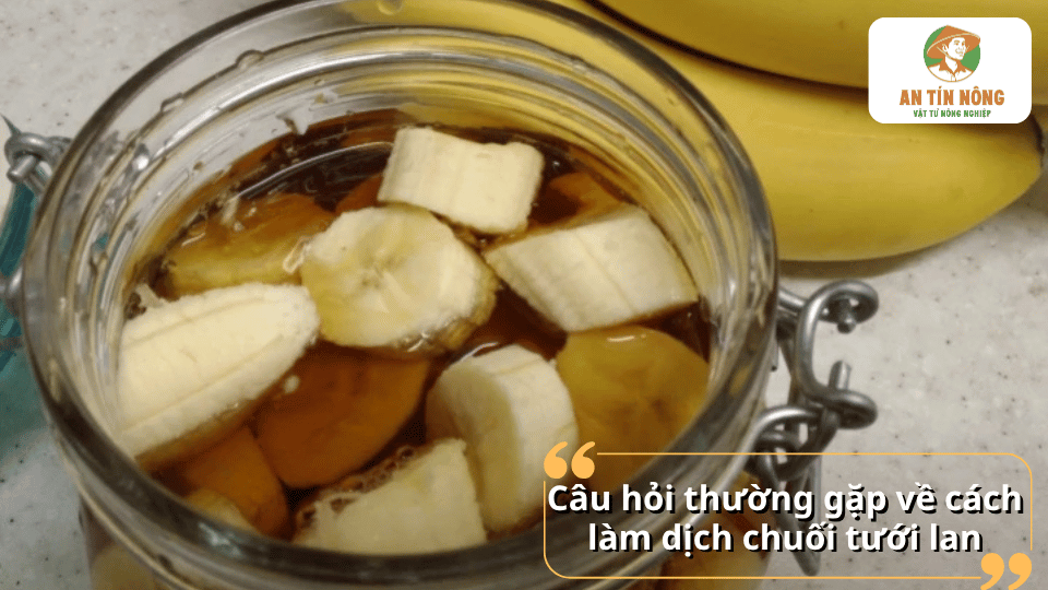 Giải đáp các câu hỏi thường gặp về cách làm và sử dụng dịch chuối tưới lan hiệu quả.