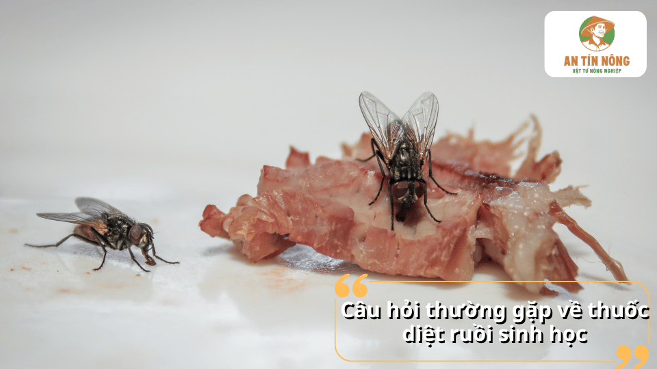 Giải đáp các câu hỏi thường gặp về thuốc diệt ruồi sinh học, cách sử dụng, thời gian phát huy hiệu quả và lưu ý khi dùng.
