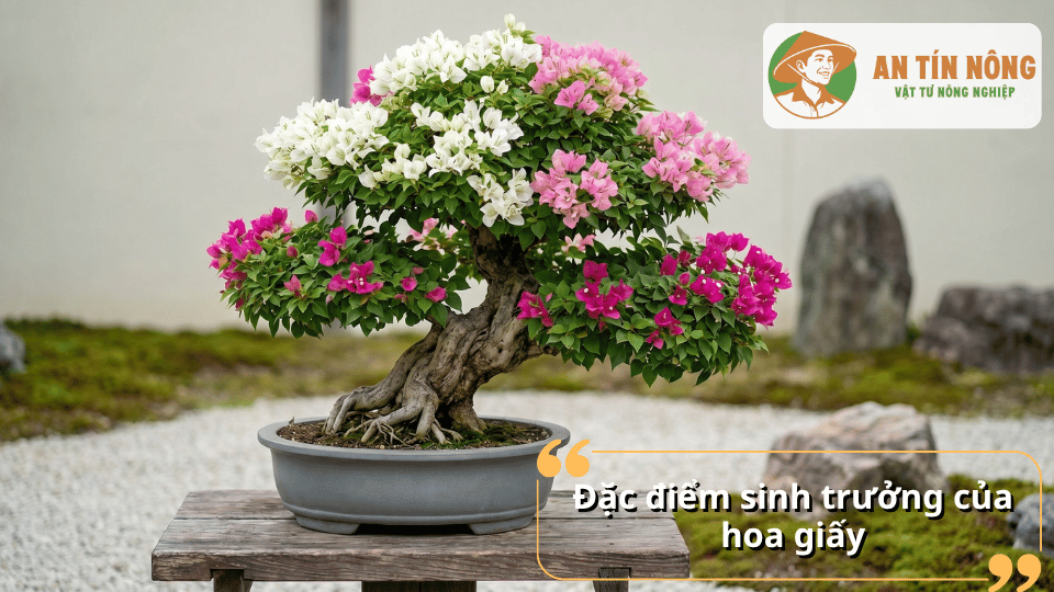 Cây hoa giấy bonsai nhiều màu được tạo dáng đẹp mắt trong chậu cảnh.