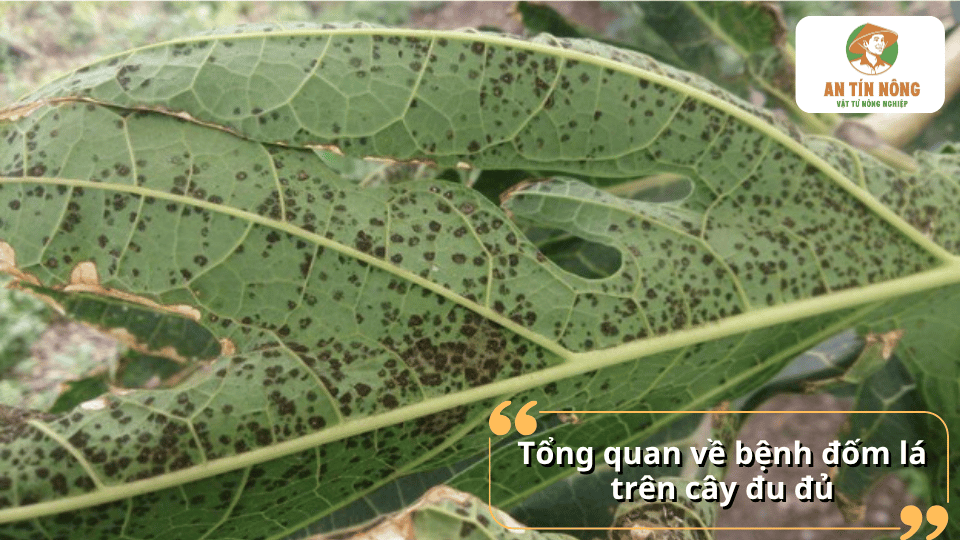 Lá đu đủ xuất hiện nhiều đốm đen li ti do bệnh đốm lá gây ra, ảnh hưởng đến khả năng quang hợp của cây.