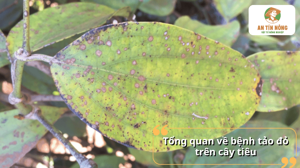 Lá hồ tiêu xuất hiện các đốm nâu đỏ do bệnh tảo đỏ gây ra, làm giảm khả năng quang hợp và ảnh hưởng sinh trưởng cây tiêu.