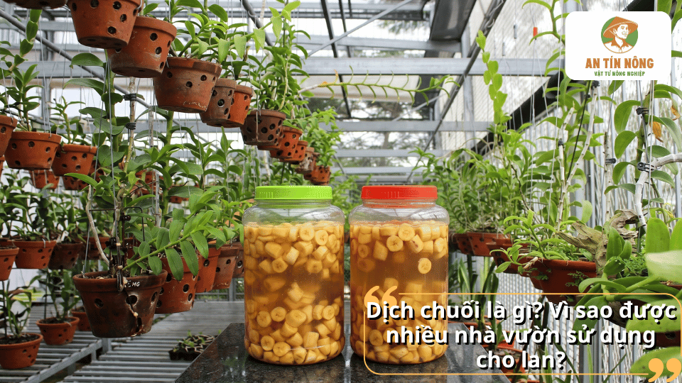 Dịch chuối lên men từ chuối chín là nguồn dinh dưỡng hữu cơ giàu kali được nhiều nhà vườn lan sử dụng.