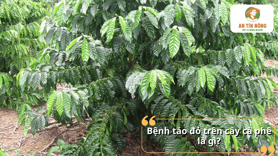 Bệnh tảo đỏ trên cây cà phê là bệnh hại do tảo ký sinh gây ra, ảnh hưởng đến sinh trưởng và năng suất cây trồng.