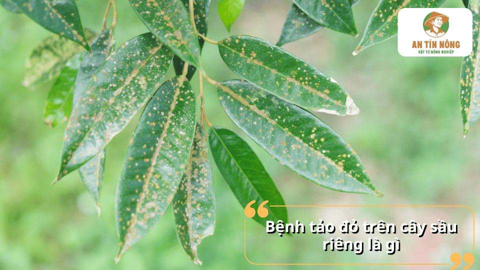 Lá sầu riêng xuất hiện các đốm màu đỏ cam do bệnh tảo đỏ gây hại.