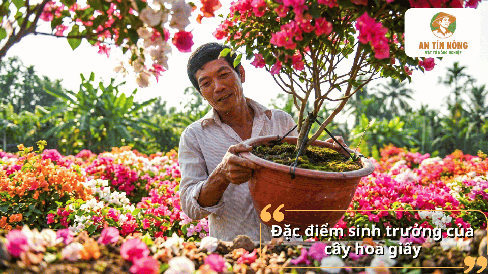 Đặc điểm sinh trưởng của cây hoa giấy với khả năng phát triển mạnh và cho hoa quanh năm.
