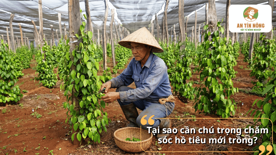 Tại sao cần chú trọng chăm sóc hồ tiêu mới trồng để tăng tỷ lệ sống và phát triển ổn định.