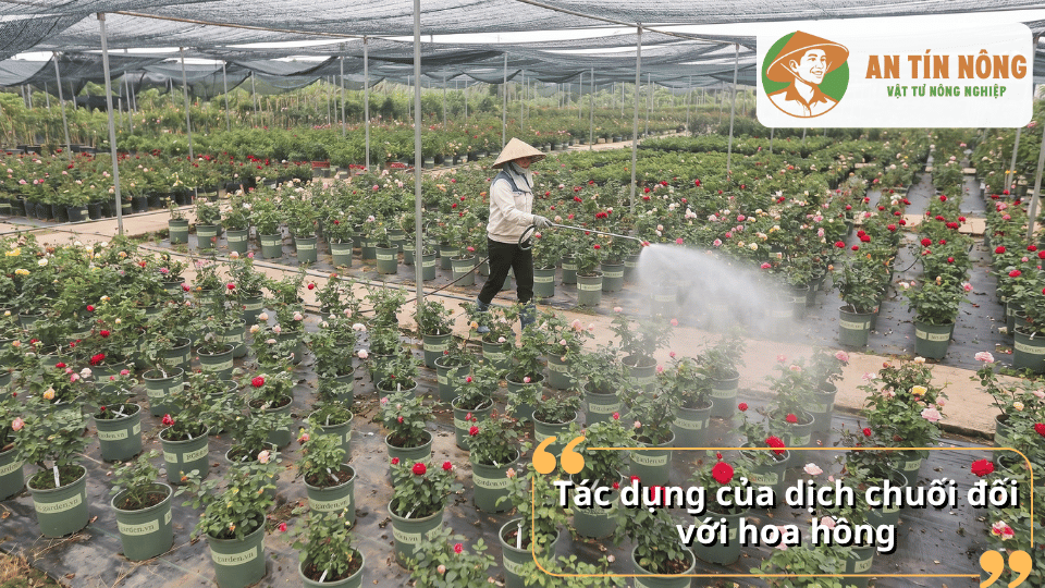 Tác dụng của dịch chuối đối với hoa hồng giúp kích thích ra nụ, tăng sức sống và nâng cao chất lượng hoa.
