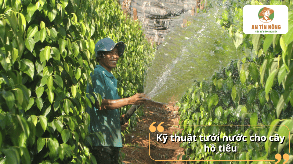 Hướng dẫn kỹ thuật tưới nước cho cây hồ tiêu đúng thời điểm, đủ lượng giúp rễ phát triển khỏe và cây sinh trưởng ổn định.