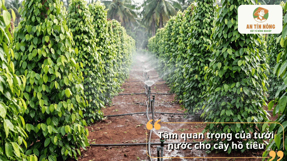 Tưới nước đúng cách giúp cây hồ tiêu duy trì độ ẩm, phát triển bộ rễ khỏe, tăng khả năng sinh trưởng và hạn chế sâu bệnh.