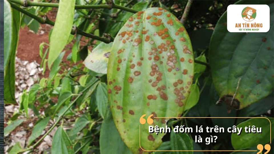 Bệnh đốm lá trên cây tiêu gây xuất hiện các đốm nâu hoặc đen trên lá, làm giảm khả năng quang hợp và ảnh hưởng sinh trưởng.