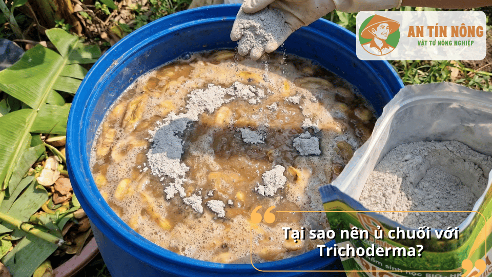Tại sao nên ủ dịch chuối với Trichoderma để tạo phân bón hữu cơ giàu dinh dưỡng cho cây trồng