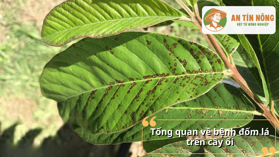 ổng quan về bệnh đốm lá trên cây ổi với các vết đốm nâu đen xuất hiện trên cây ổi
