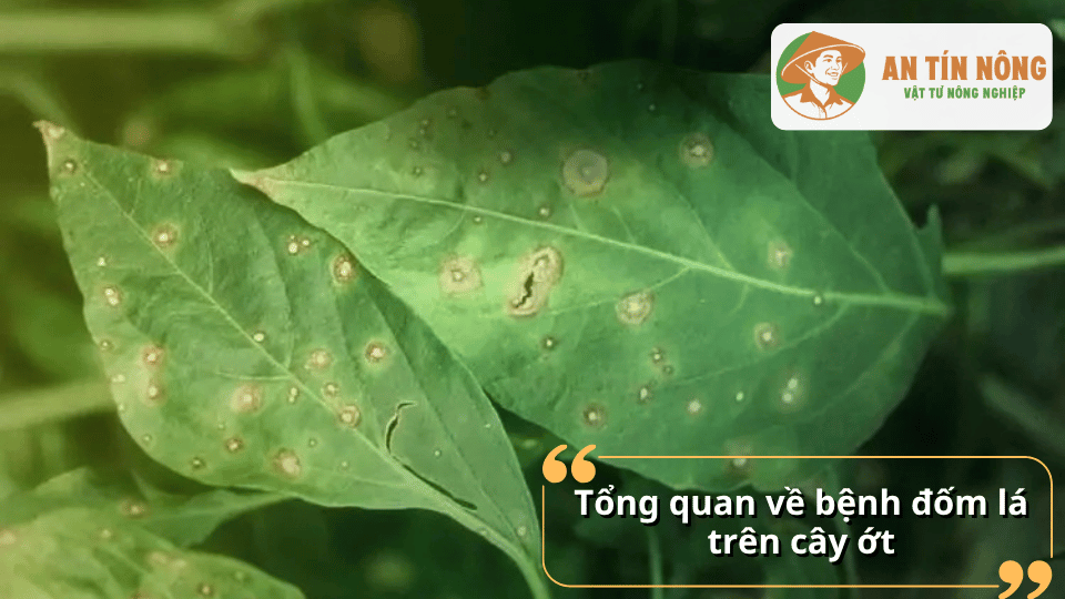 Lá cây ớt xuất hiện nhiều đốm tròn màu nâu nhạt