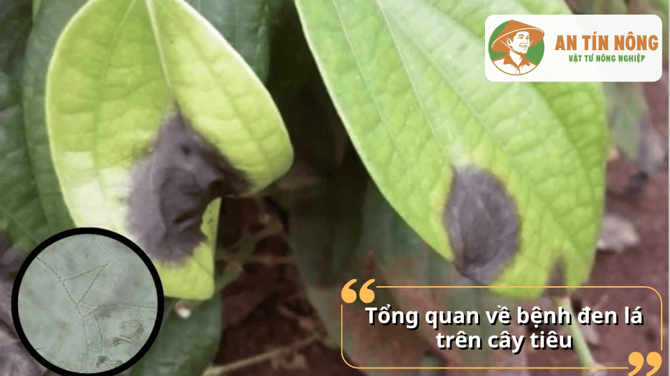 Lá tiêu xuất hiện các đốm đen hoại tử do nấm gây bệnh đen lá trên cây hồ tiêu.