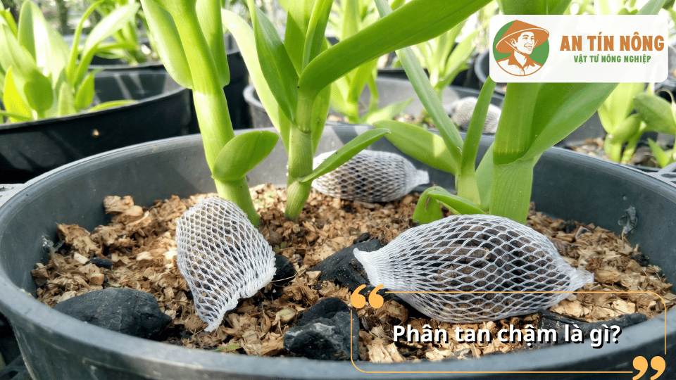 Túi phân tan chậm đặt trong chậu lan, minh họa cơ chế cung cấp dinh dưỡng từ từ cho cây trồng.