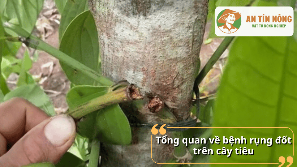 Đốt thân hồ tiêu bị hoại tử và rụng, biểu hiện đặc trưng của bệnh rụng đốt trên cây tiêu.