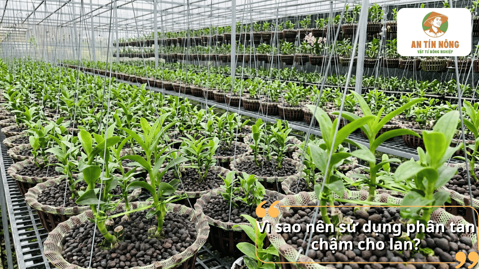 Sử dụng phân tan chậm cho lan giúp cung cấp dinh dưỡng ổn định, giảm công chăm sóc và tăng hiệu quả sinh trưởng.