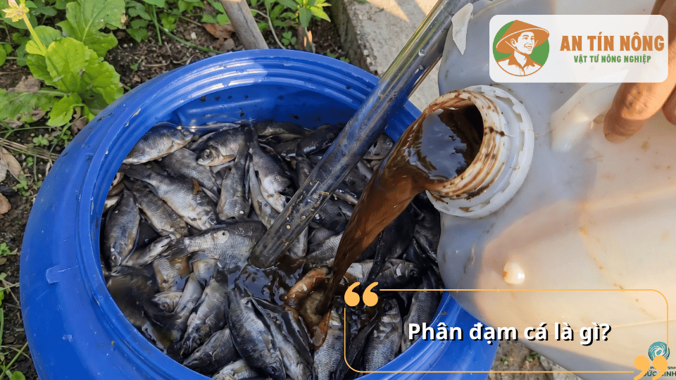 Phân đạm cá là gì và cách tạo nguồn dinh dưỡng hữu cơ từ cá cho cây trồng.