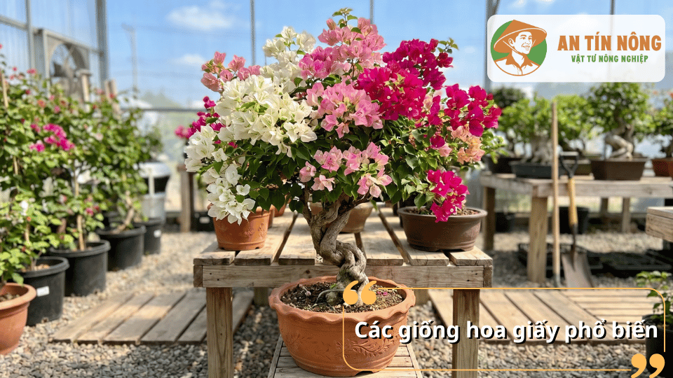 Các giống hoa giấy phổ biến với nhiều màu sắc được trưng bày trong vườn ươm.
