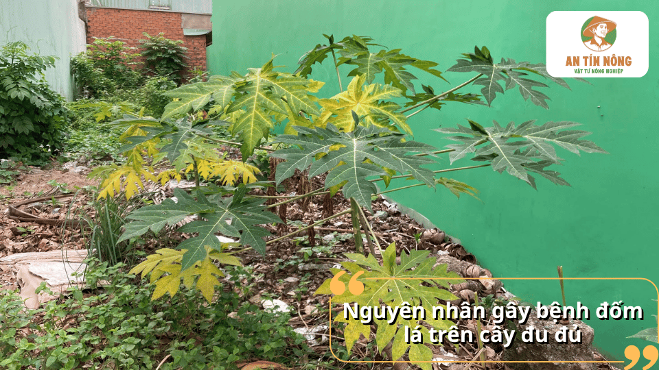 Các nguyên nhân gây bệnh đốm lá trên cây đu đủ bao gồm nấm bệnh, độ ẩm cao và điều kiện canh tác không phù hợp.