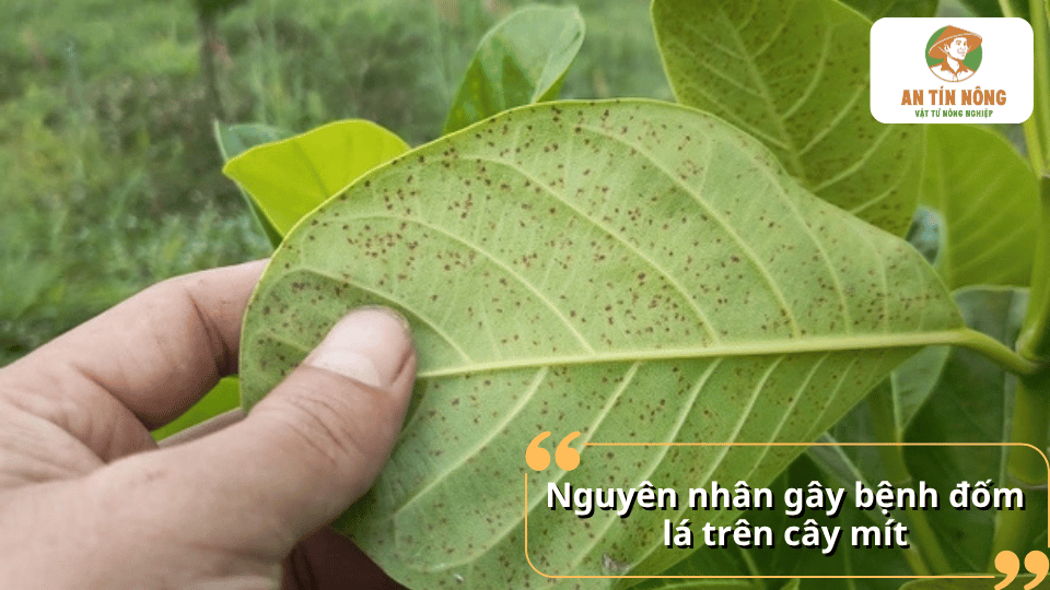 Nguyên nhân gây bệnh đốm lá trên cây mít thường liên quan đến nấm bệnh, độ ẩm cao và vườn trồng kém thông thoáng.