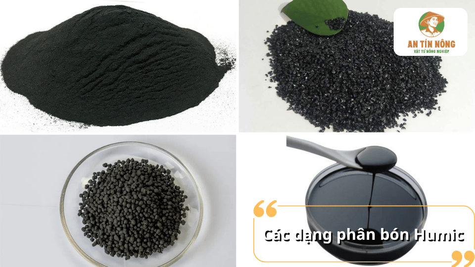 Các dạng phân bón Humic phổ biến gồm Humic bột, Humic hạt, Humic viên và Humic dạng lỏng.