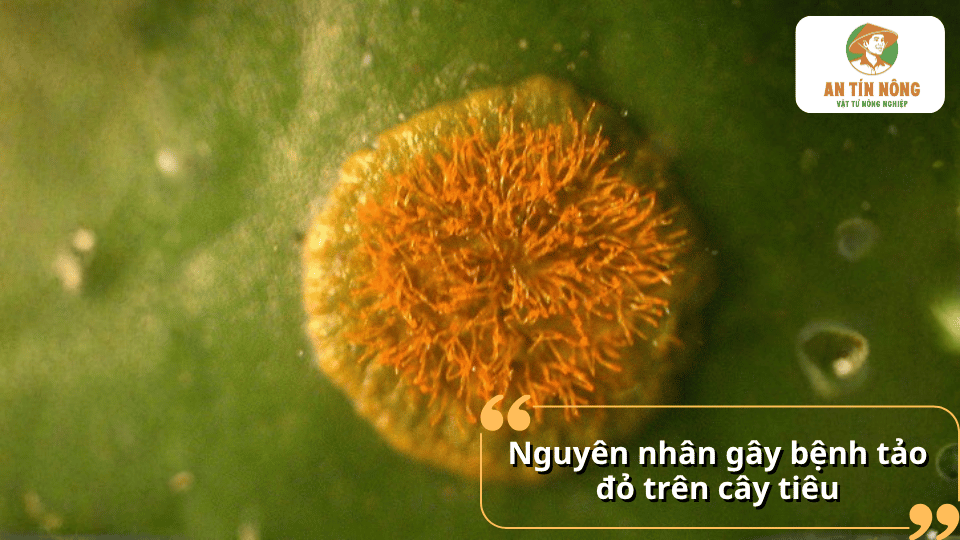 Hình ảnh cận cảnh bào tử tảo đỏ trên lá hồ tiêu phát triển mạnh trong điều kiện ẩm độ cao và vườn rậm rạp.